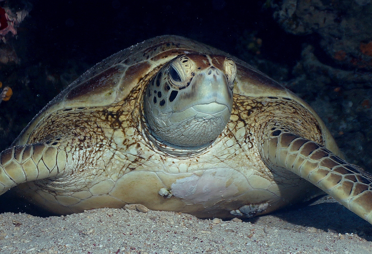 Sipadan_2015_Tortue Franche_Chelonia mydas_IMG_2178_rc.jpg